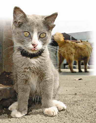 俄罗斯小猫拥有四只耳朵（图） 